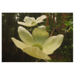 Dogwoods and Redwoods in Yosemite National Park Wood Poster