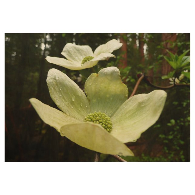 Dogwoods and Redwoods in Yosemite National Park Wood Poster (Front)
