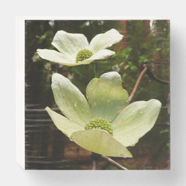 Dogwoods and Redwoods in Yosemite National Park Wooden Box Sign (Front Horizontal)