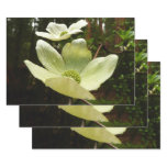 Dogwoods and Redwoods in Yosemite National Park Wrapping Paper Sheets