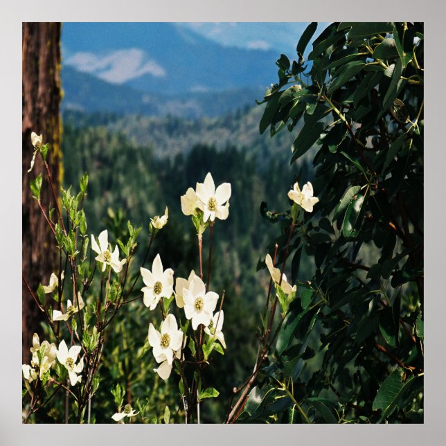 Dogwood's Blooming...... Poster (Front)