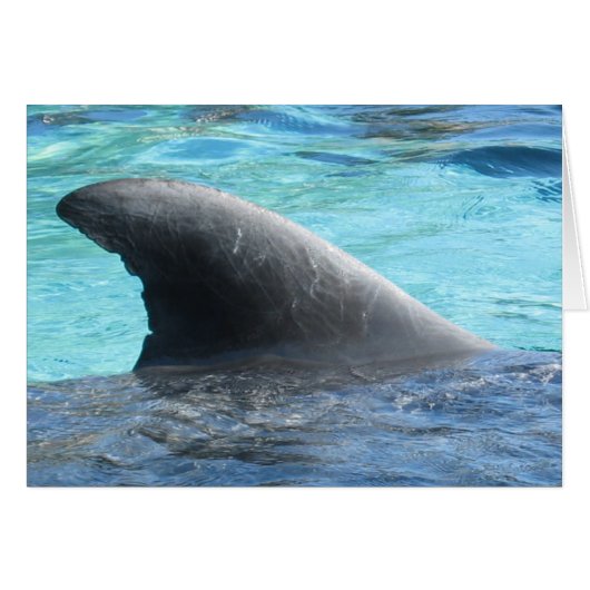 Doll Fin - TBD series (Front Horizontal)