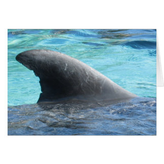 Doll Fin - TBD series Cards