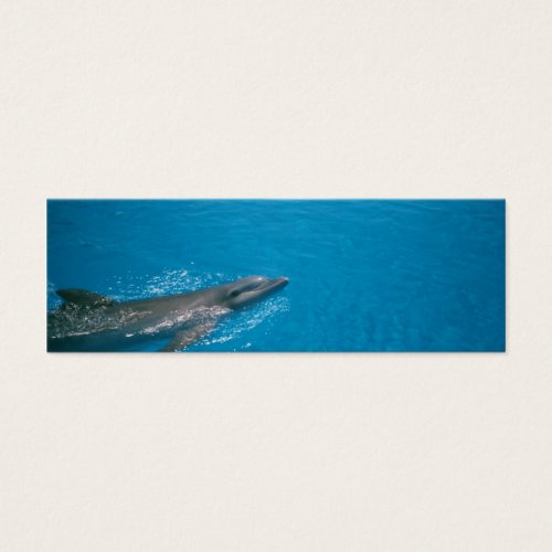 DOLLY FIN BUSINESS CARD