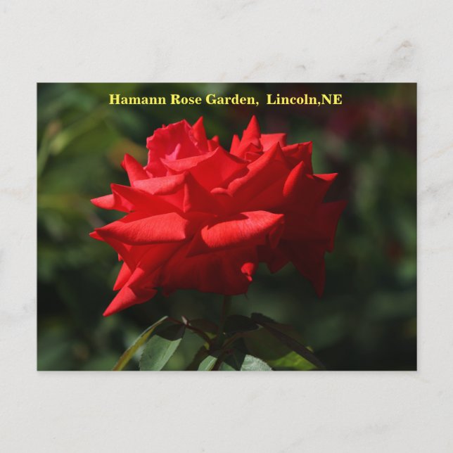 Dolly Parton Postcard HRG 700 2014 (Front)