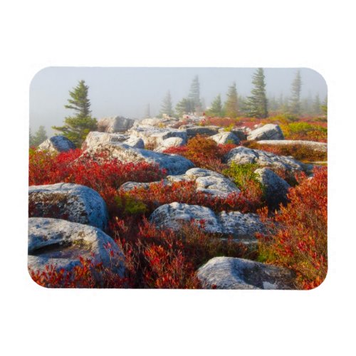 Dolly Sods Wilderness Fall Scenic With Fog Magnet