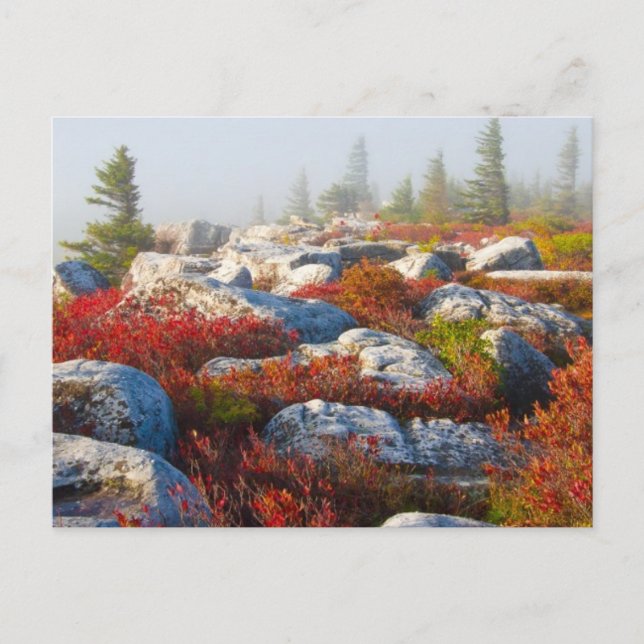 Dolly Sods Wilderness Fall Scenic With Fog Postcard (Front)