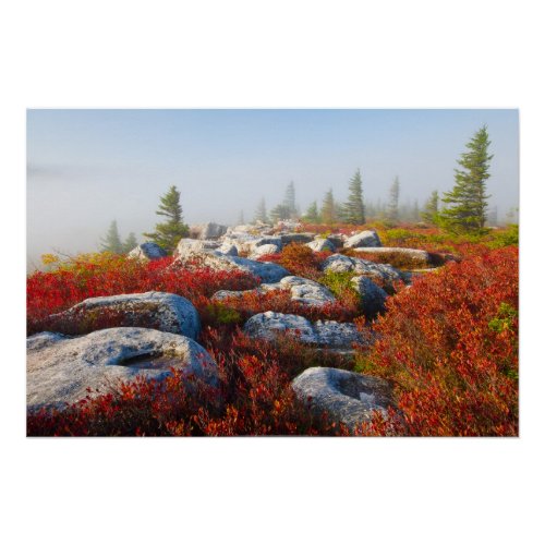 Dolly Sods Wilderness Fall Scenic With Fog Poster