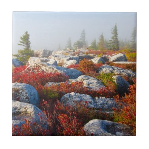 Dolly Sods Wilderness Fall Scenic With Fog Tile