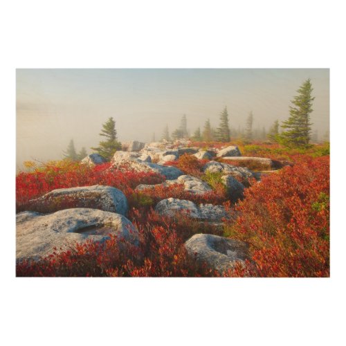 Dolly Sods Wilderness Fall Scenic With Fog Wood Wall Art