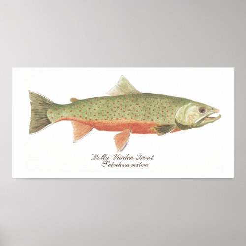 Dolly Varden Trout Art Poster