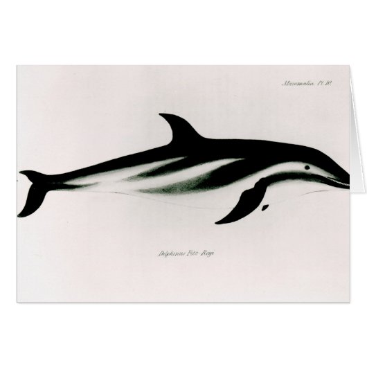 Dolphin (Front Horizontal)