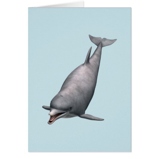 Dolphin (Front)