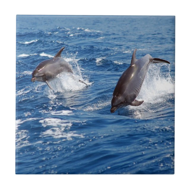 Dolphin Adventure Ceramic Tile (Front)