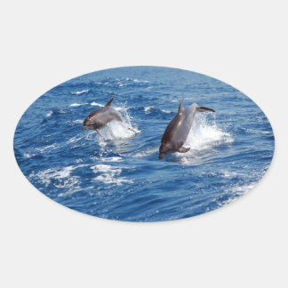 Dolphin Adventure Oval Sticker