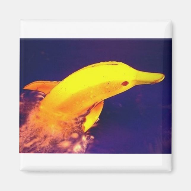 Dolphin Banana Magnet (Front)