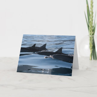Dolphin Birthday Card