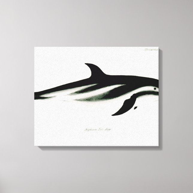 Dolphin Canvas Print (Front)