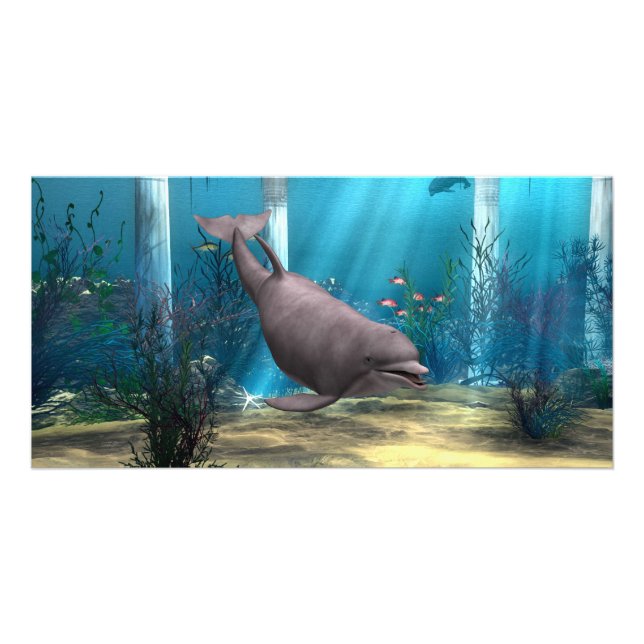 Dolphin Card (Front)