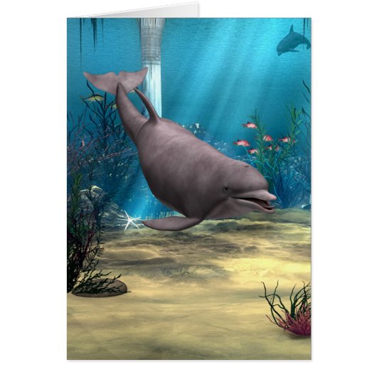 Dolphin Cards (Front)