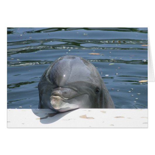 Dolphin Cards (Front Horizontal)