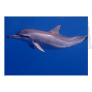 dolphin cards