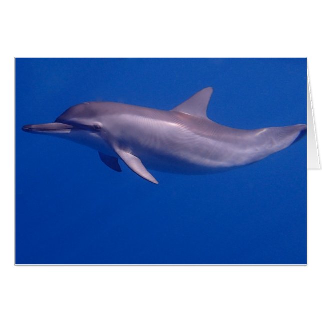 dolphin cards (Front Horizontal)