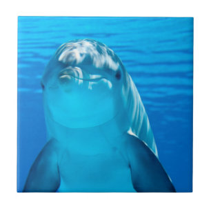 Dolphin Ceramic Tile