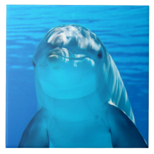 Dolphin Ceramic Tile