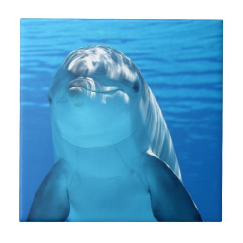 dolphin ceramic tile