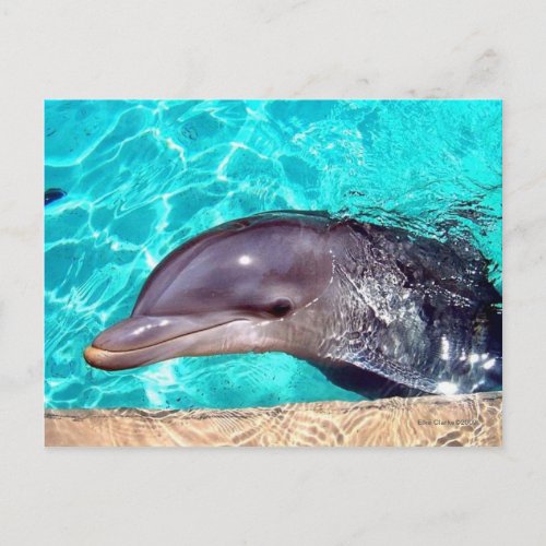 Dolphin Close_Up Postcard