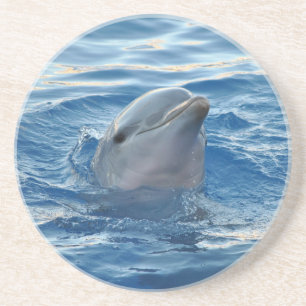 Dolphin Coaster
