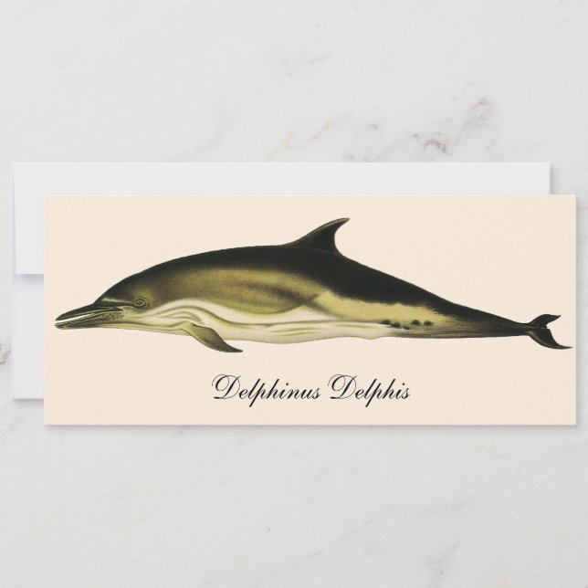 Dolphin Delphinus Delphis, Vintage Marine Animals (Front)