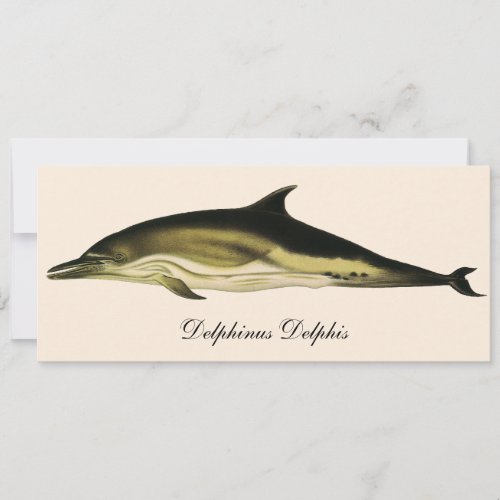 Dolphin Delphinus Delphis Vintage Marine Mammals 