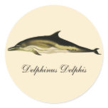 Dolphin Delphinus Delphis, Vintage Marine Mammals  Classic Round Sticker