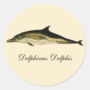 Dolphin Delphinus Delphis, Vintage Marine Mammals Classic Round Sticker