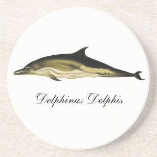 Dolphin Delphinus Delphis, Vintage Marine Mammals  Drink Coaster