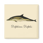 Dolphin Delphinus Delphis, Vintage Marine Mammals  Magnet