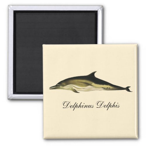 Dolphin Delphinus Delphis Vintage Marine Mammals  Magnet