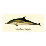 Dolphin Delphinus Delphis, Vintage Marine Mammals  Poster