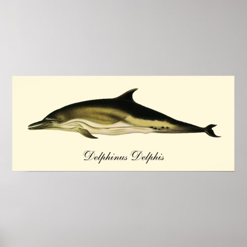 Dolphin Delphinus Delphis Vintage Marine Mammals  Poster