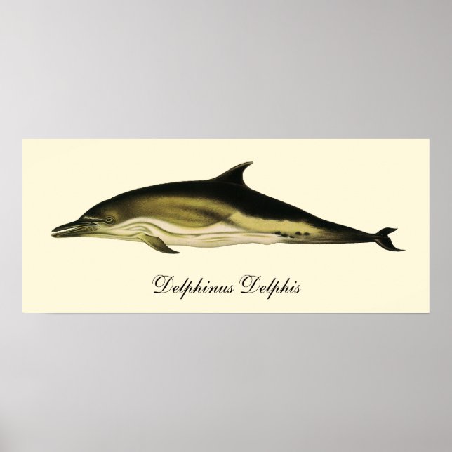 Dolphin Delphinus Delphis, Vintage Marine Mammals  Poster (Front)