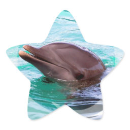 Dolphin Design Stickers