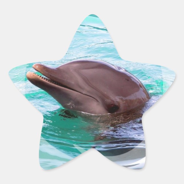 Dolphin Design Stickers (Front)