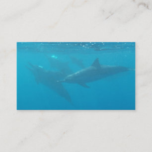 Dolphin diving company customizable business cards