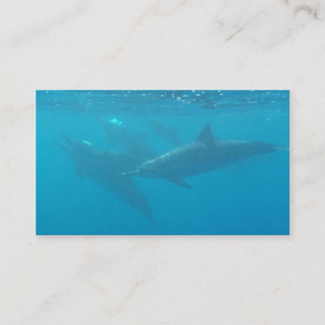 Dolphin diving company customizable business cards (Front)