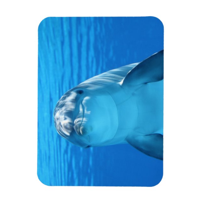Dolphin face up close magnet (Vertical)
