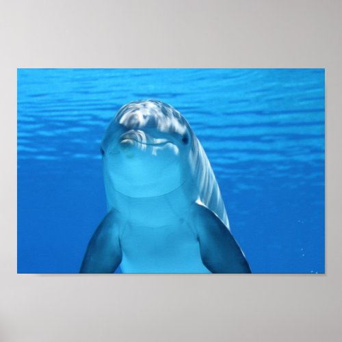 Dolphin face up close poster