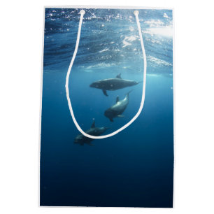 Dolphin Family Medium Gift Bag