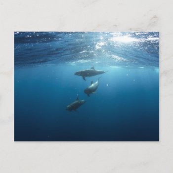 Dolphin Family Postcard by beachcafe at Zazzle